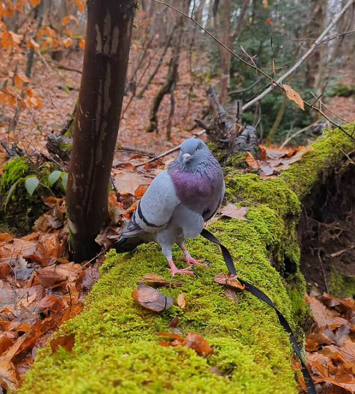 Half-blind pigeon on a leash standing on mossy log in a forest during autumn leaves walk with caregiver.