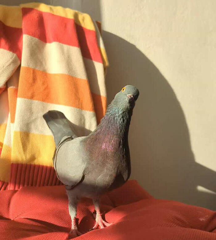 Pigeon standing on a red cushion near a colorful blanket, highlighting the rescued half-blind pigeon companion.