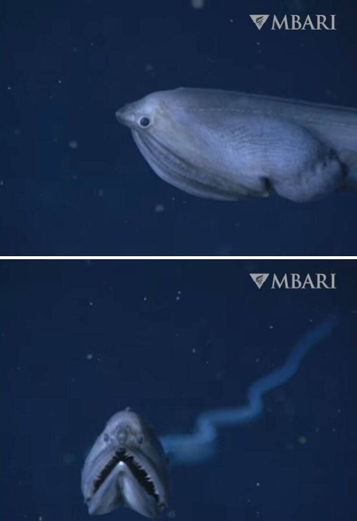 Deep-sea creature with an unusual shape and sharp teeth captured in unexpected ocean photos that might freak you out.