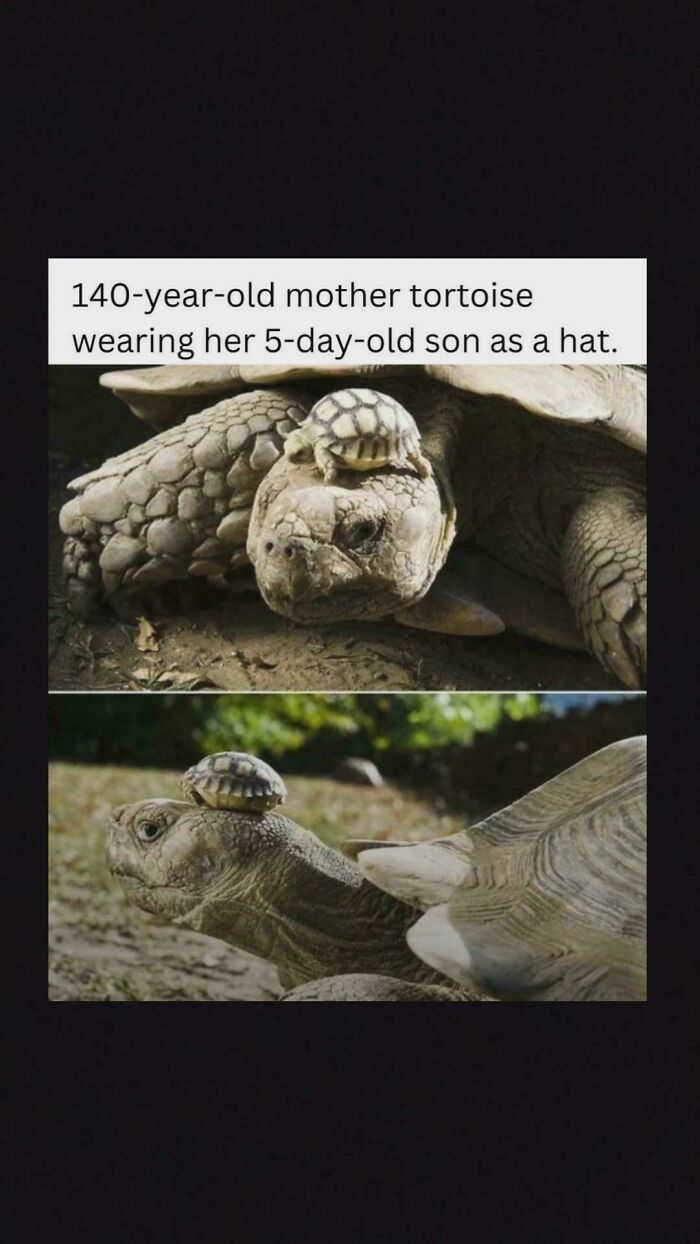 A small tortoise riding on the head of a larger tortoise, an amazing photo of nature's unique parenting.