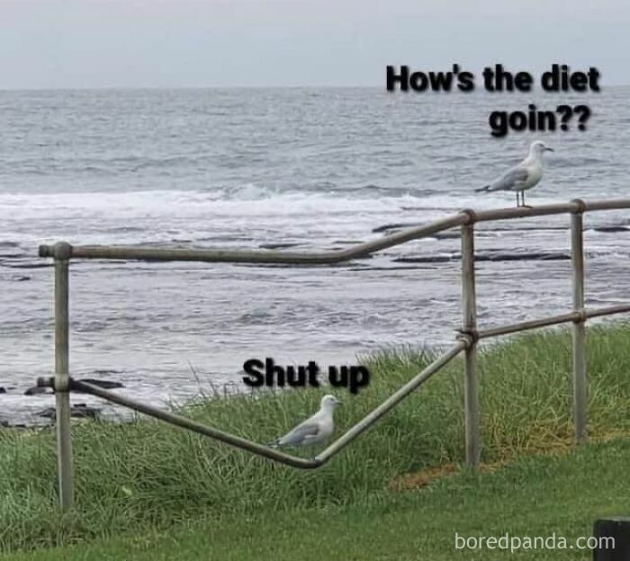 Two seagulls by the sea with a dad joke about dieting, capturing a funny moment in daily dose of dad jokes posts.