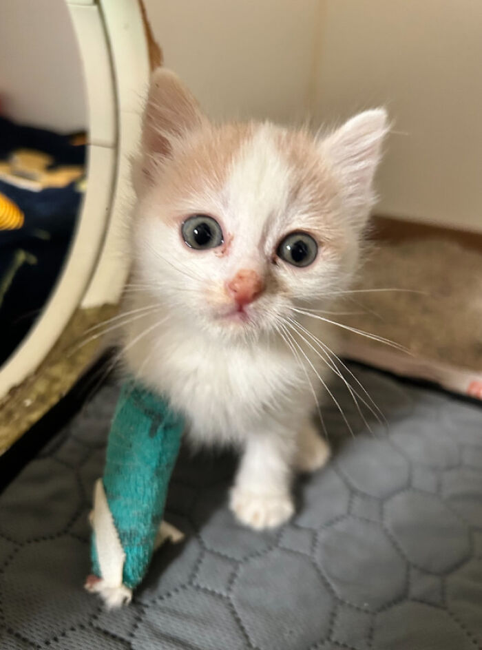 Small kitten with a blue cast on its front leg, one of 74 newly adopted pets starting cozy winter beginnings.