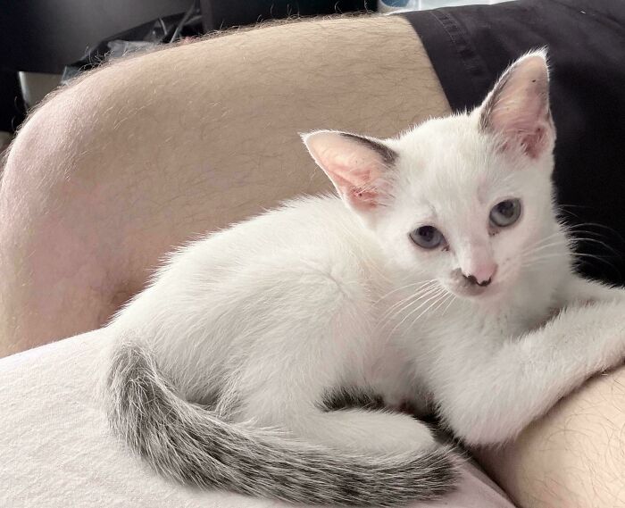 White kitten with gray tail resting on a person's arm, cozy winter moment of newly adopted pets.