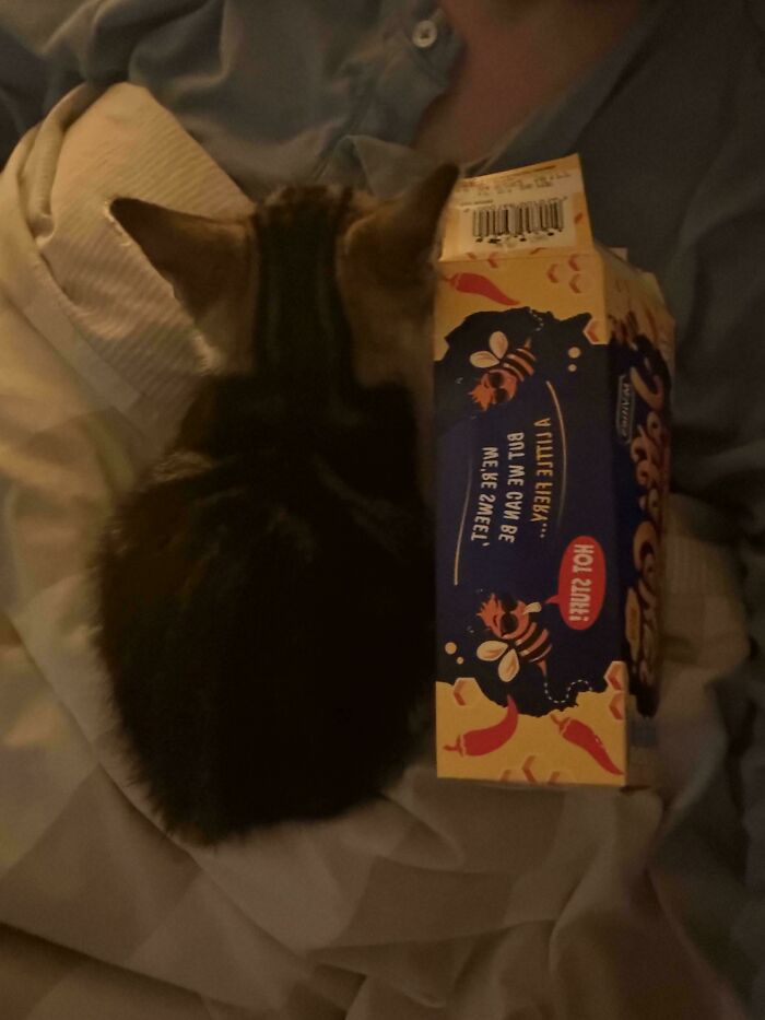 Cozy newly adopted kitten curled up next to a snack box, showing a warm winter pet beginning indoors.