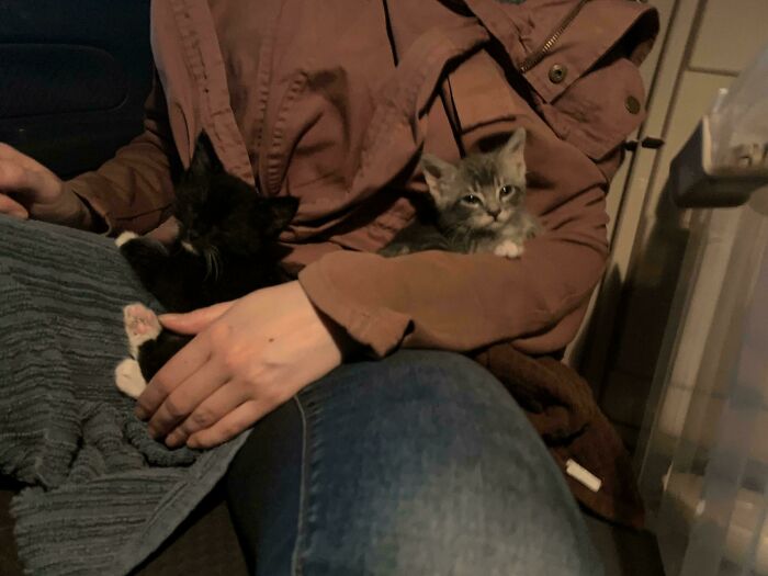 Two newly adopted kittens resting on a person's lap, creating a cozy winter pet moment to melt hearts.