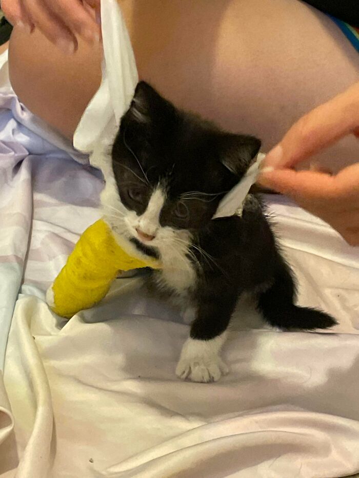 Black and white kitten with a yellow cast on its leg being gently wrapped in fabric cozy winter newly adopted pets