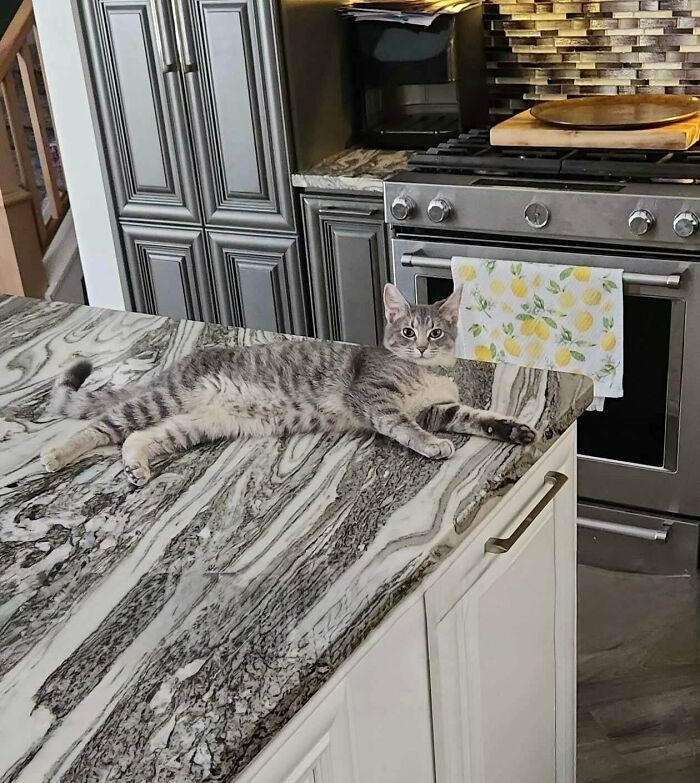 Gray tabby cat lounging on marble kitchen counter in cozy home, showcasing newly adopted pets winter comfort and warmth.