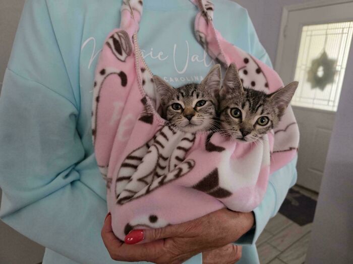 Two newly adopted kittens cozily wrapped in a pink blanket, warming up during winter beginnings.