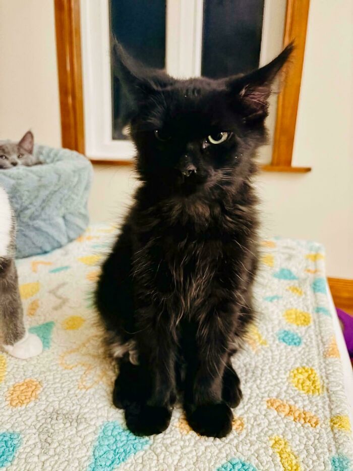 Black kitten with large ears sitting on a colorful blanket, part of newly adopted pets cozy winter beginnings.