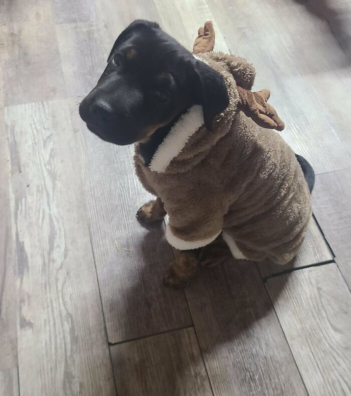 Newly adopted pet puppy wearing a cozy reindeer outfit on a wooden floor during winter months.