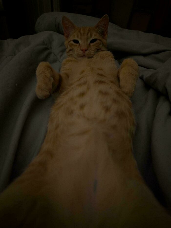 Cozy newly adopted orange tabby cat lying on its back on a blanket in a warm winter setting.