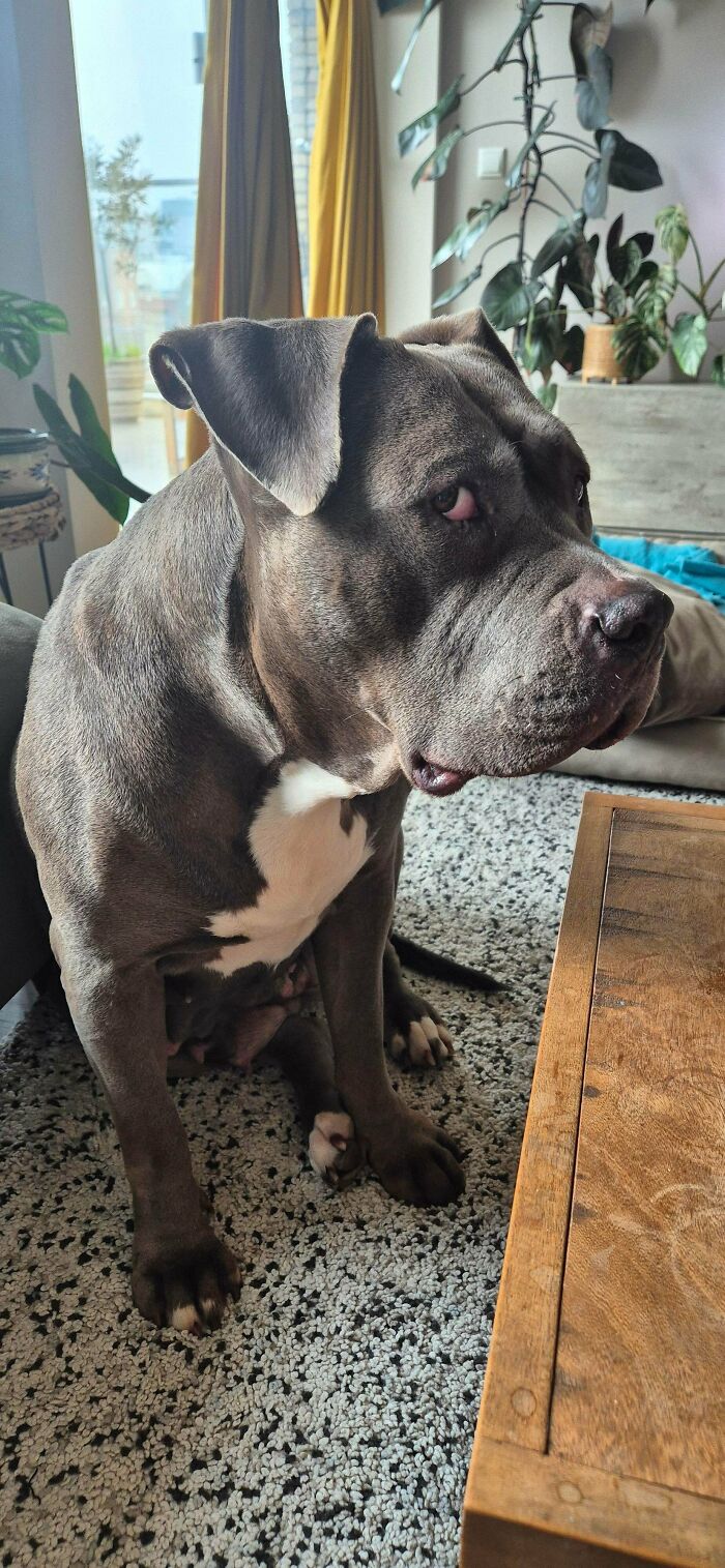 Large newly adopted dog with gray fur sitting inside a cozy home, capturing the warmth of winter beginnings for pets.