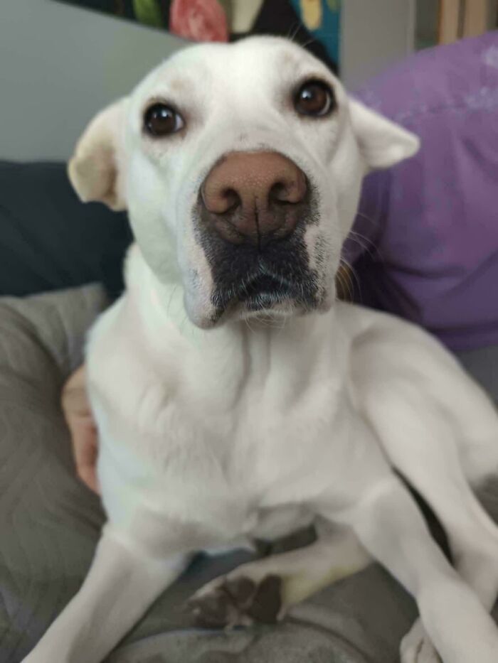 Newly adopted white dog with soulful eyes relaxing indoors in a cozy winter setting to melt your frozen heart.