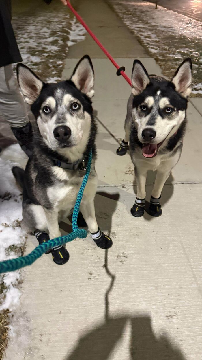 Two newly adopted husky dogs wearing boots on a snowy sidewalk during a cozy winter walk.