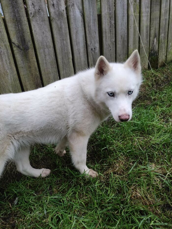 White husky with blue eyes standing on grass near a wooden fence, one of the newly adopted pets in winter.