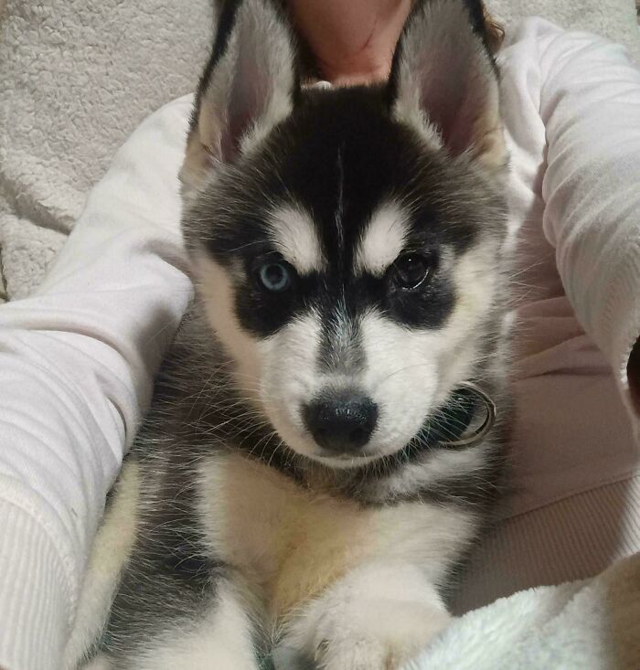 Husky puppy with heterochromia being held, showcasing one blue and one brown eye, newly adopted pet in a cozy setting.