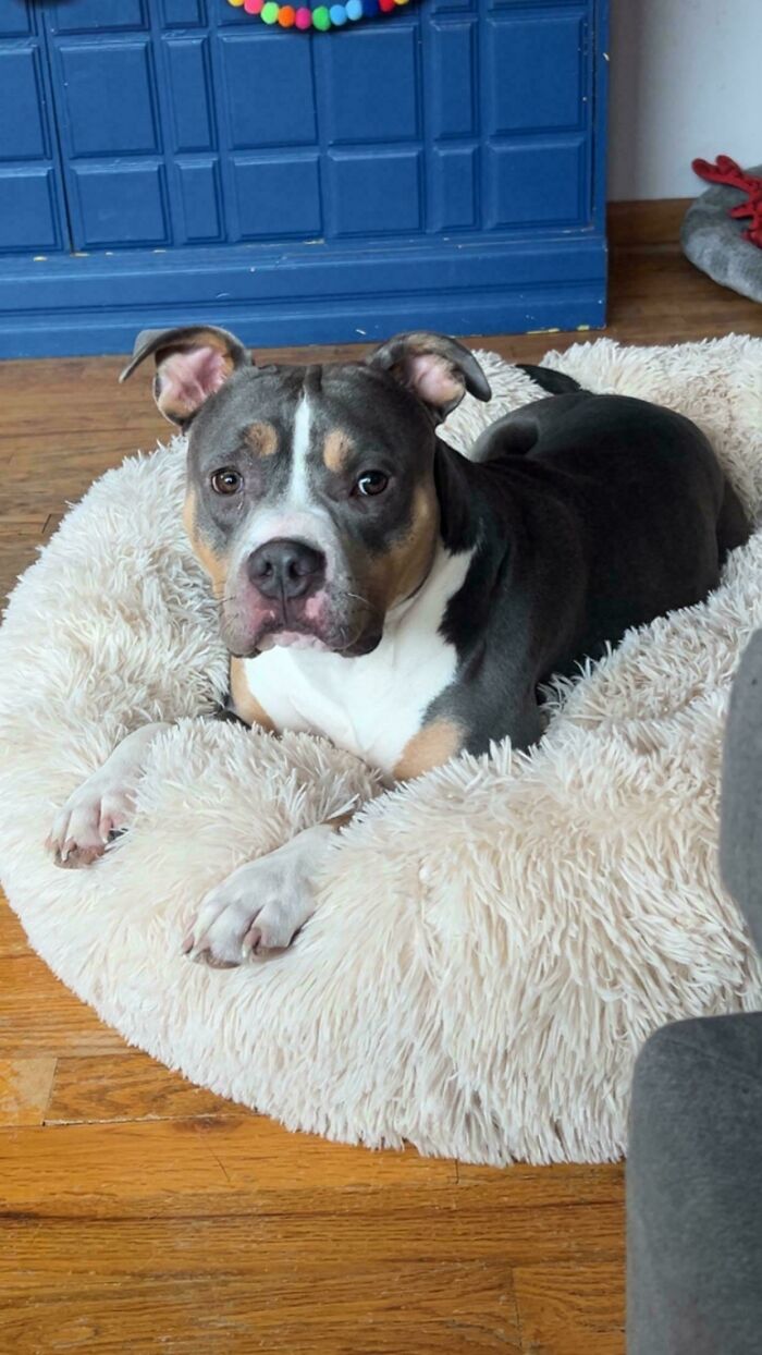 Newly adopted dog resting on a cozy fluffy bed indoors during winter season at home.