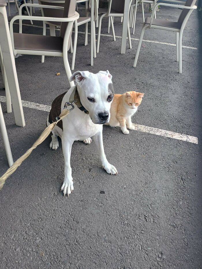 Newly adopted dog and cat sitting together under outdoor chairs on asphalt, capturing cozy winter pet moments.