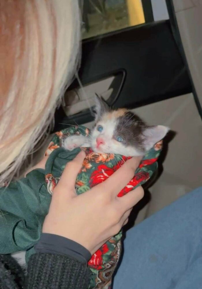Person holding a newly adopted kitten wrapped in a floral blanket, capturing cozy winter pet beginnings.