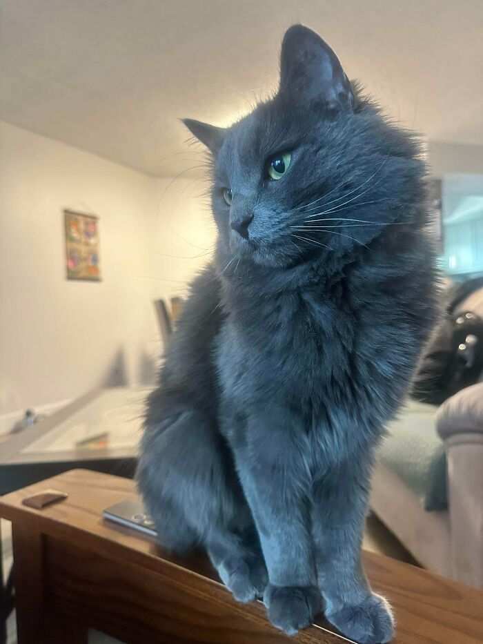 Gray fluffy cat with green eyes sitting indoors, showcasing cozy winter vibes of newly adopted pets warmth and comfort.