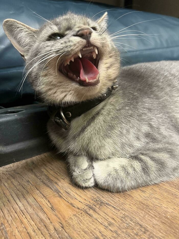 Gray tabby cat yawning and resting indoors, showcasing cozy winter beginnings of newly adopted pets warmth.