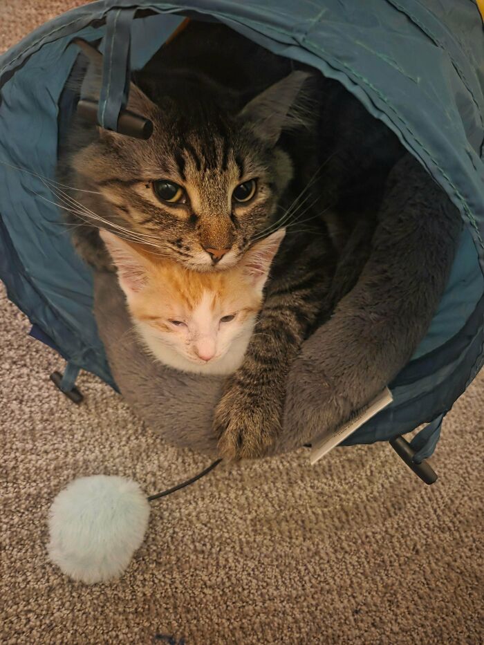 Tabby cat hugging an orange kitten inside a cozy pet bed, representing newly adopted pets in a warm winter setting.