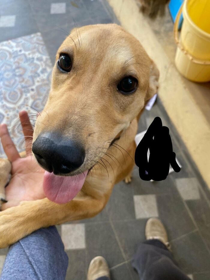 Close-up of a newly adopted dog with tongue out, showing cozy winter beginnings of pets in January adoption season.
