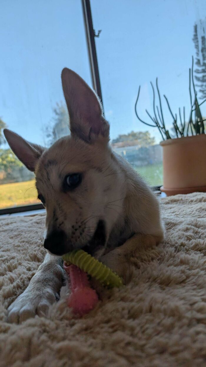 Newly adopted dog chewing a toy while resting on a cozy carpet near a large window in a warm winter setting.