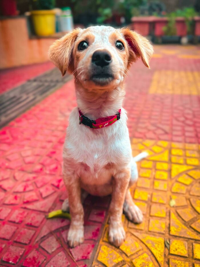 Adorable newly adopted puppy sitting on colorful outdoor tiles, showcasing cozy winter beginnings and pet adoption joy.