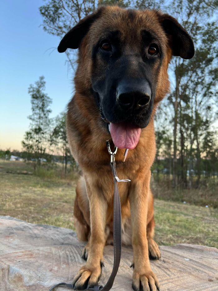 Newly adopted dog with leash sitting outdoors surrounded by trees during cozy winter beginnings.