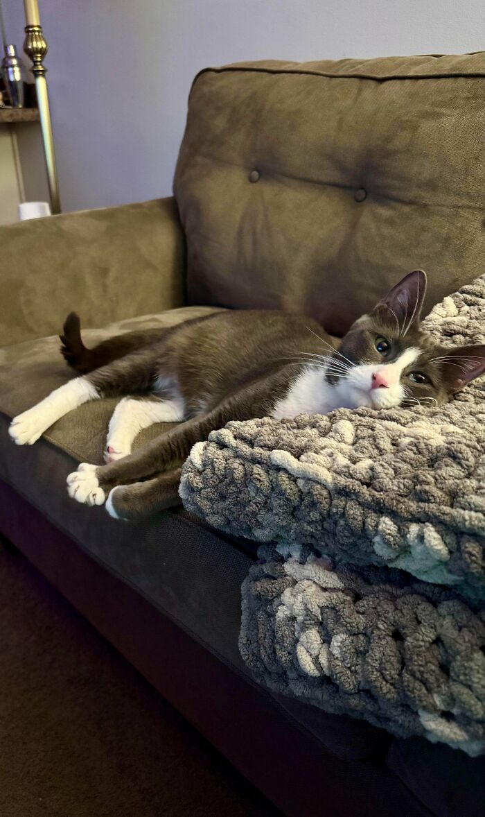 Grey and white cat resting comfortably on a cozy chunky knit blanket on a brown sofa, showcasing newly adopted pets.