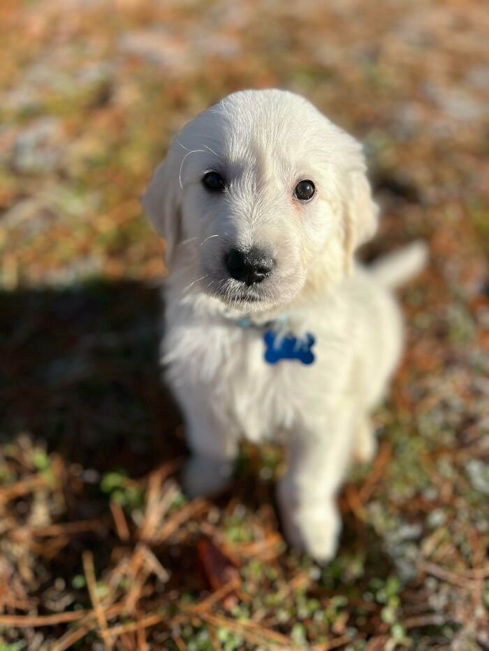 Golden retriever puppy outdoors on grass, one of the newly adopted pets with cozy winter beginnings in January.
