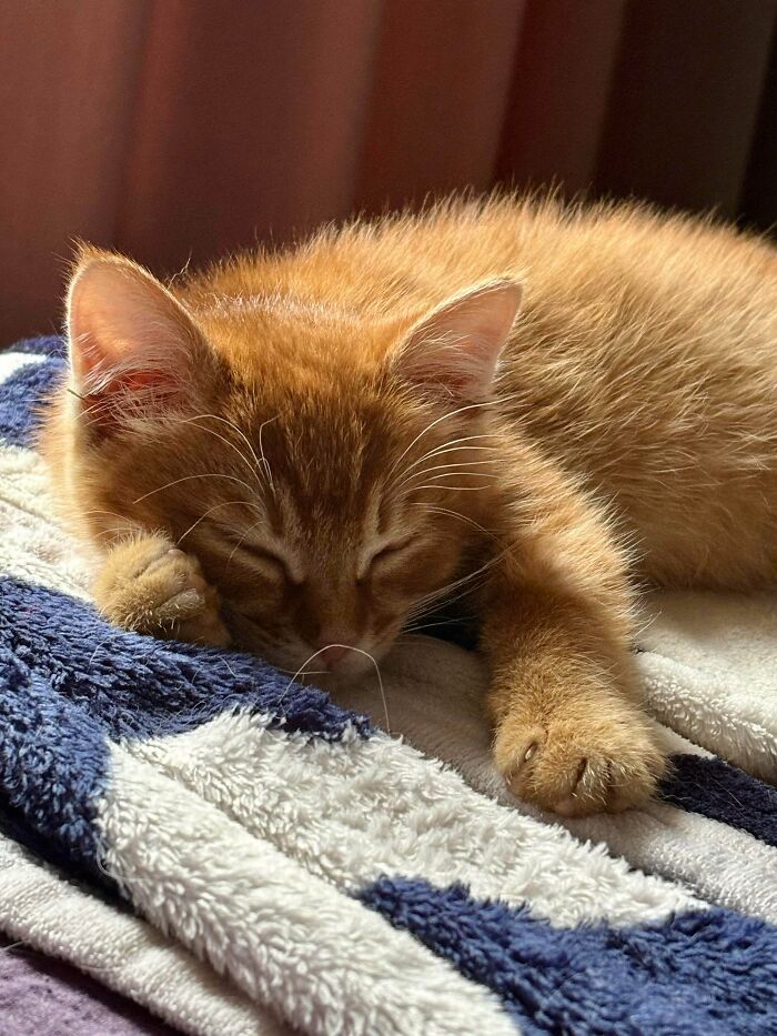 Sleeping orange kitten newly adopted resting cozy on a soft blanket in a warm winter setting.