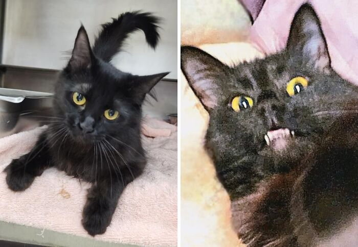 Black cat with yellow eyes resting on a cozy blanket, showcasing newly adopted pets in winter warmth.