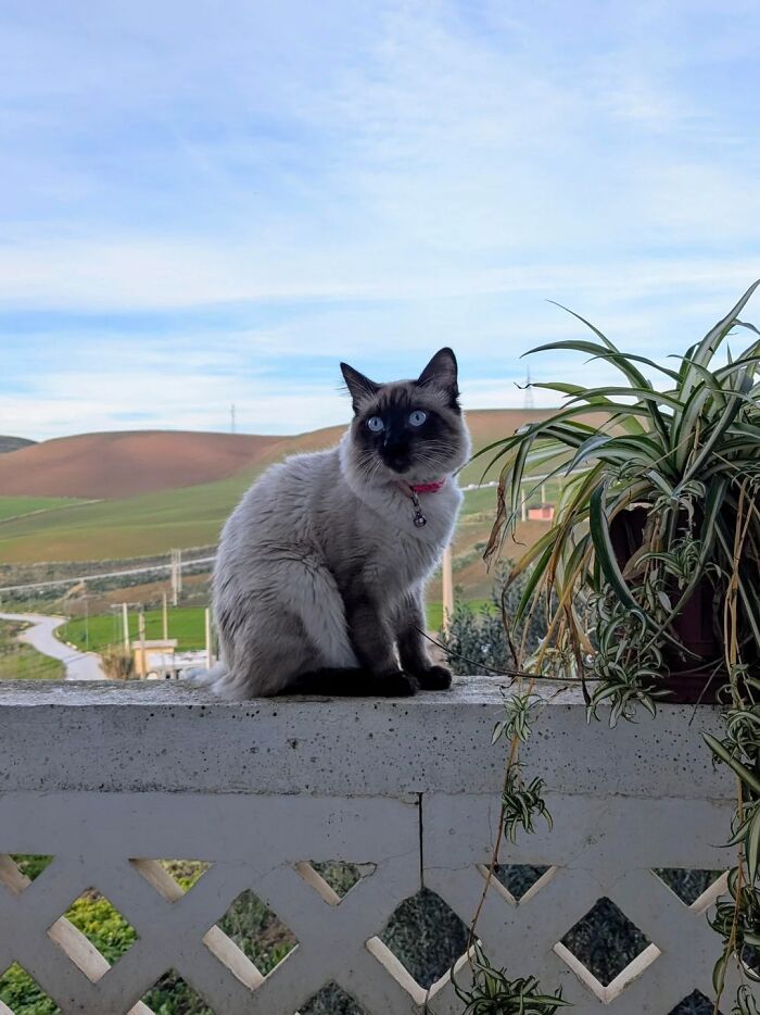 Siamese cat with blue eyes sitting on a ledge next to a plant, showcasing newly adopted pets in winter.