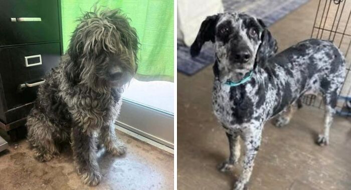 Two newly adopted pets with cozy winter beginnings, a fluffy dog sitting by a door and a spotted dog standing indoors.