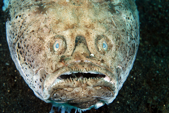 Close-up of a strange ocean creature with textured skin and unusual eyes in an unexpected ocean photo that might freak you out