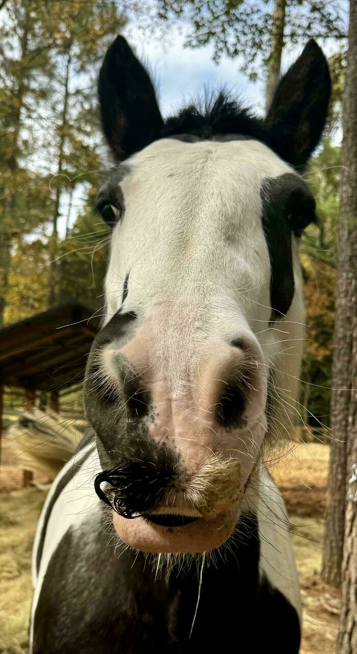 My Horse’s Two-Toned Mustache