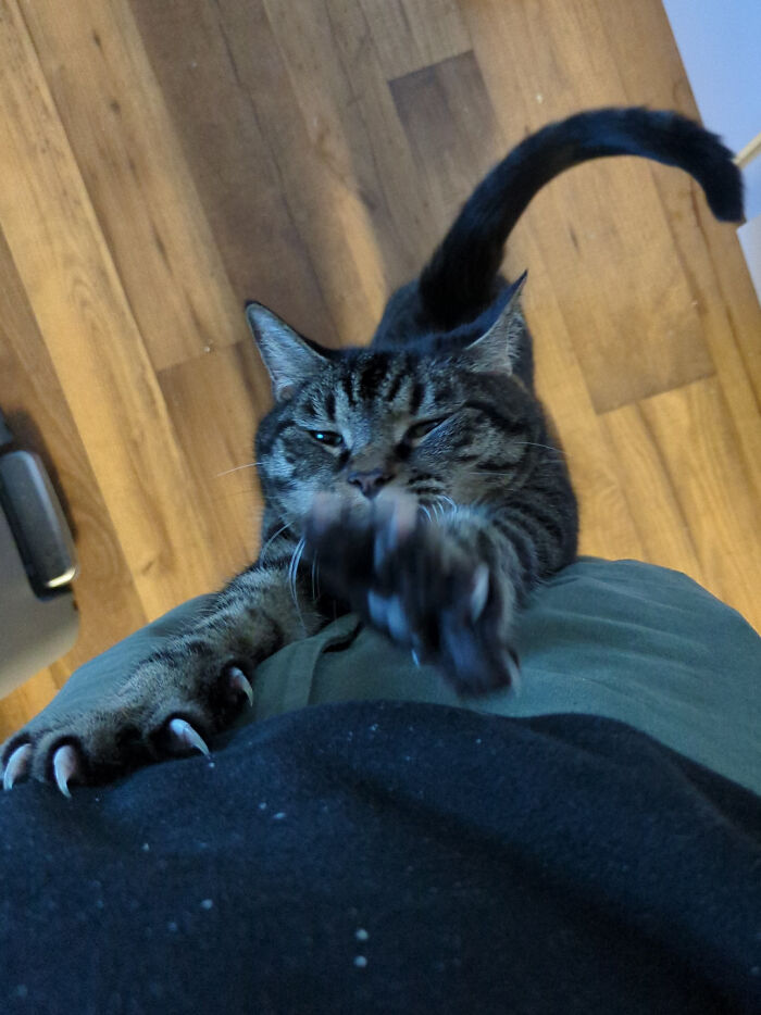 A tabby cat showing sharp claws while climbing a person in these cat claw pictures