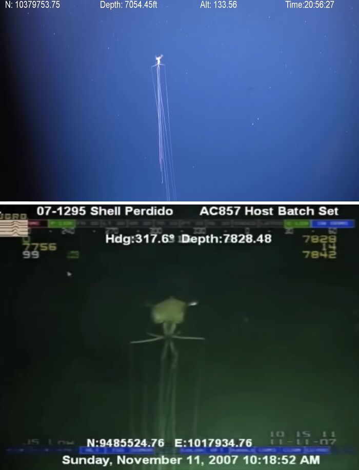 Deep-sea footage of an unusual ocean creature with long tentacles at extreme depths in unexpected ocean photos.