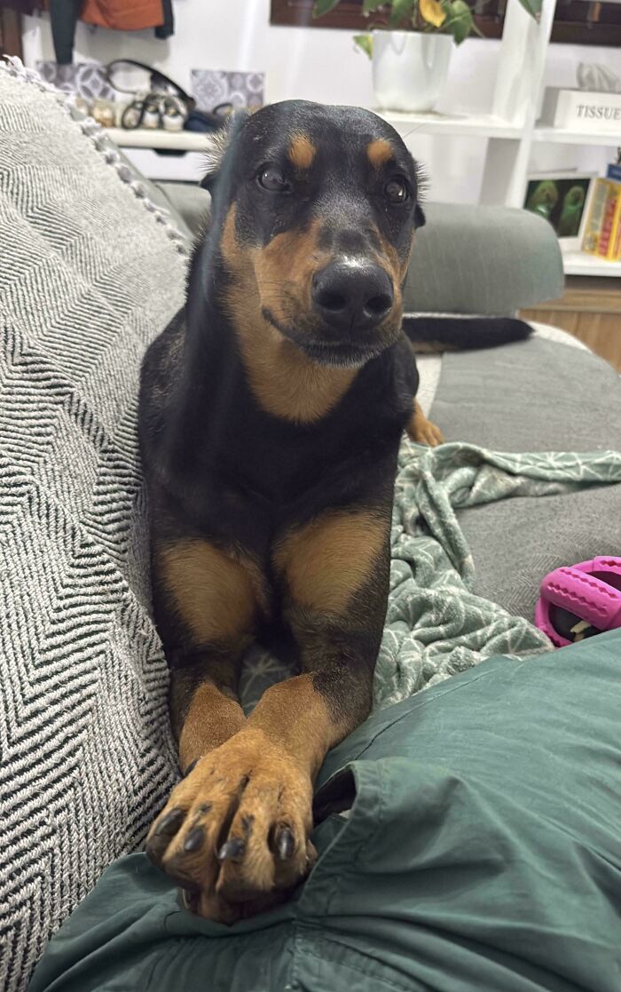 Black and brown dog lounging on a gray couch with a cozy blanket, showcasing goofy dog behavior and charm.