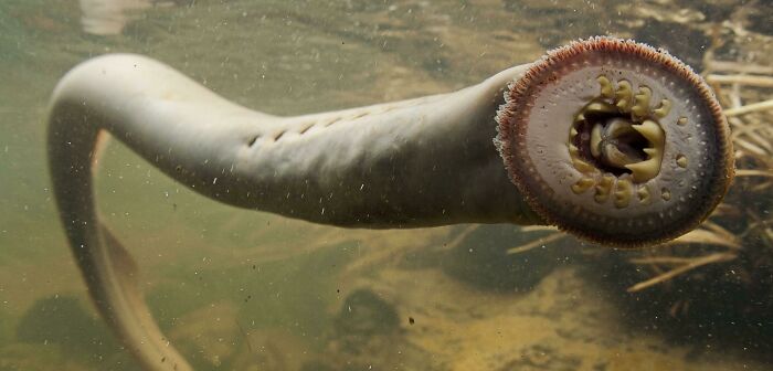 Close-up of an unusual sea creature underwater, one of the unexpected ocean photos that might freak you out.