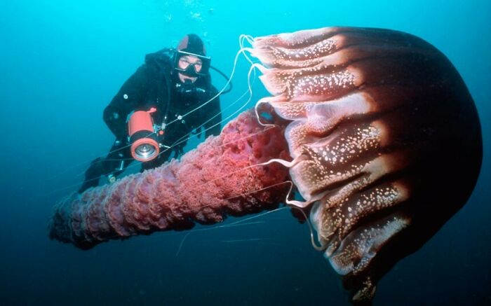 Scuba diver photographing a giant jellyfish underwater in a deep ocean setting with vibrant marine life.
