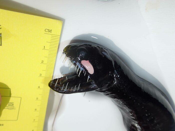 Close-up of a small black deep ocean creature with sharp teeth beside a yellow ruler for scale.