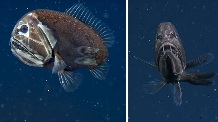 Deep sea fish with sharp teeth and translucent fins captured in unexpected ocean photos showing eerie marine life.