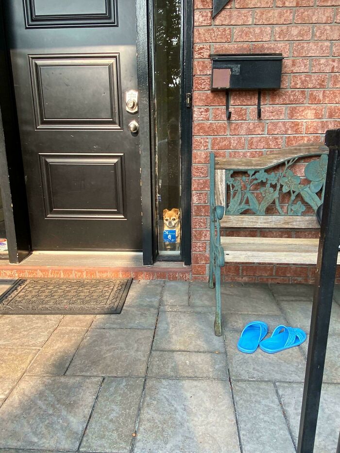 Small Chihuahua peeking through narrow window next to black door on front porch with brick wall and bench nearby.