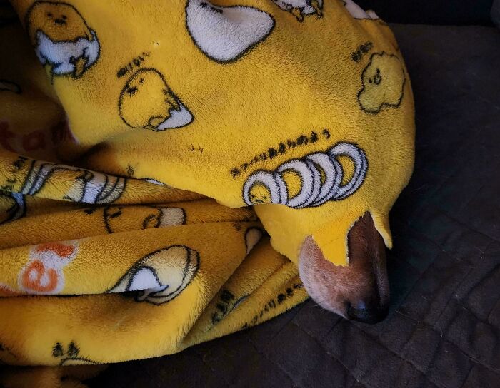 Small Chihuahua dog mostly covered by a yellow blanket, showcasing the goofy nature of dogs being their silly selves.