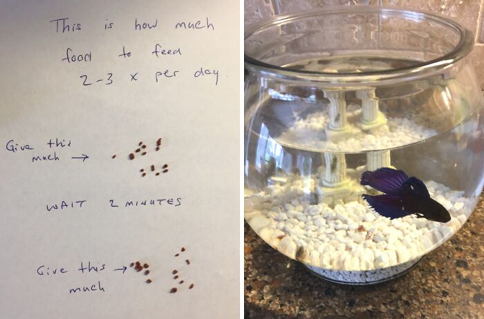 Handwritten creative and amusing note with fish food portions alongside a fish in a bowl on a countertop.