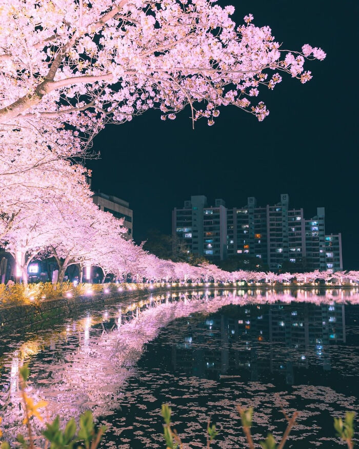 An amazing photo of cherry blossom trees reflecting in a pond at night. This picture might brighten your day.