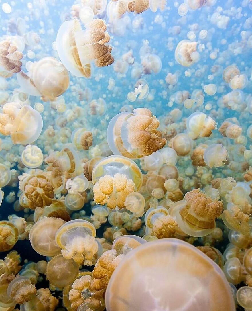 Golden jellyfish floating underwater in a unique natural habitat, a must-see place you should visit at least once in your life.